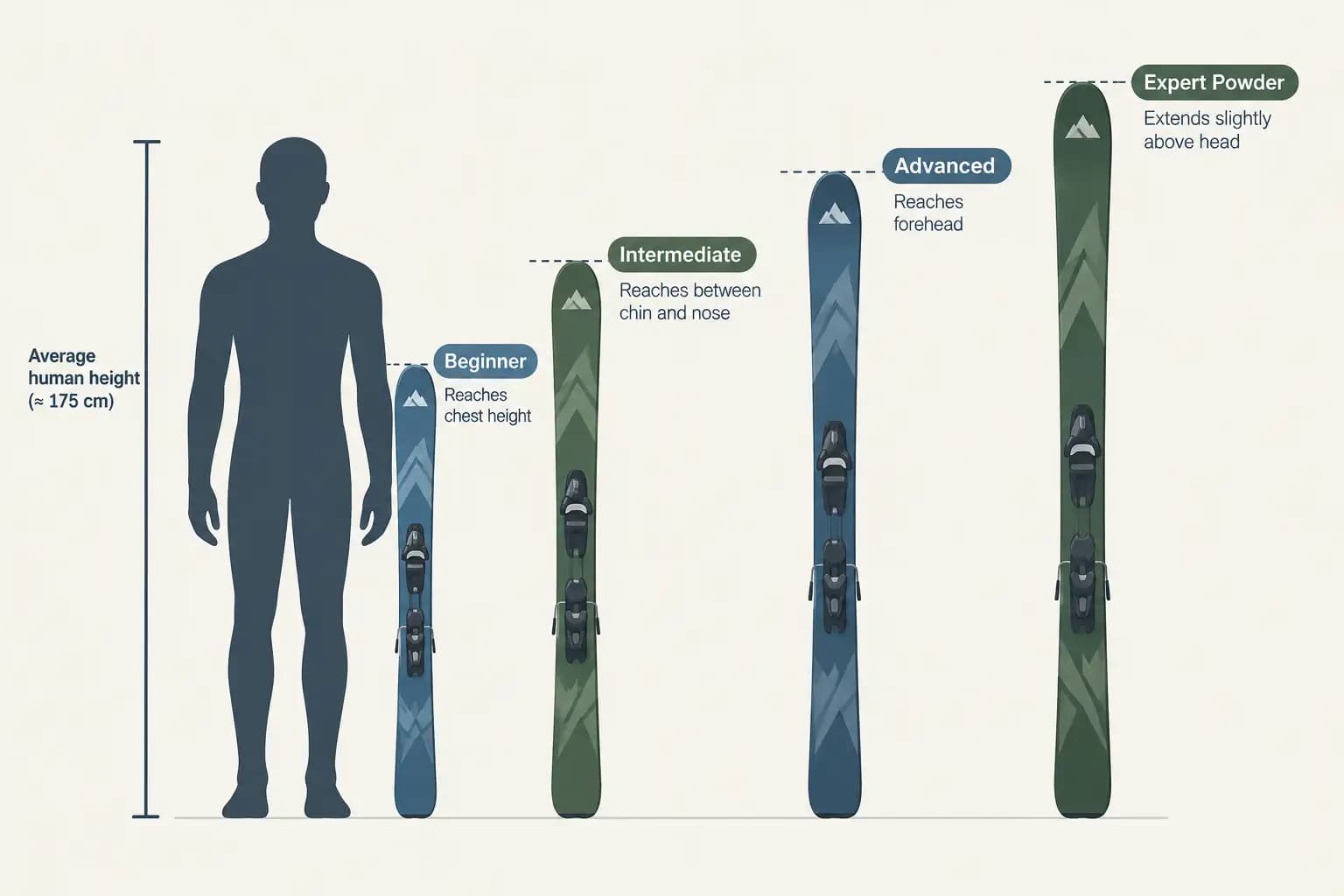 Ski length diagram showing recommended ski sizes relative to body height for beginner, intermediate, and advanced skiers